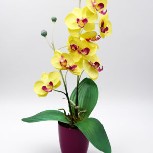 Pompes Funèbres Grosso : Pot orchidée jaune