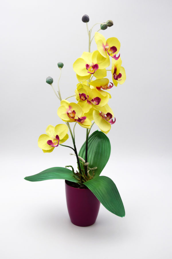 Pompes Funèbres Grosso : Pot orchidée jaune