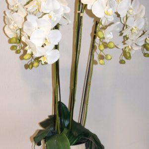 Pompes Funèbres Grosso : Coupe fleur orchidée blanche