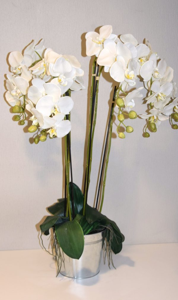 Pompes Funèbres Grosso : Coupe fleur orchidée blanche