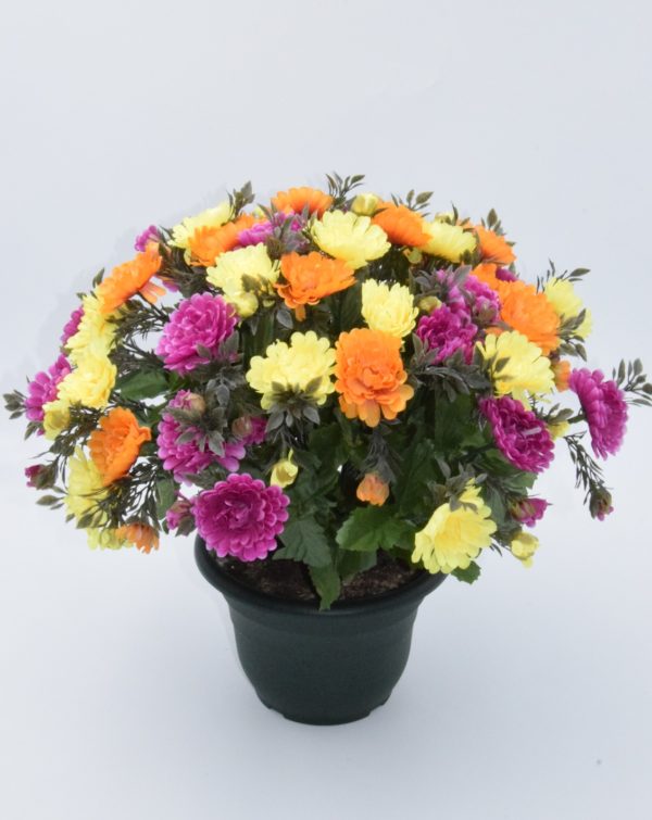 Pompes Funèbres Grosso : Pot chrysanthème multicolor (E)