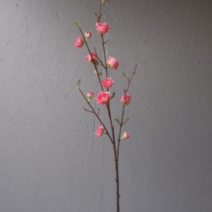 Pompes Funèbres Grosso : Tige prunier rose